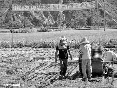 “云南袁隆平”挑战水稻亩产世界记录 曾获温家宝表扬