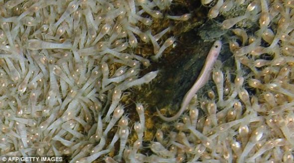 登特山的喷口，生活着类蛇鱼以及此前从未见过的蜗牛种群和类似跳蚤的甲壳纲片脚类动物