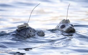 溫哥華水族館 放生海豹