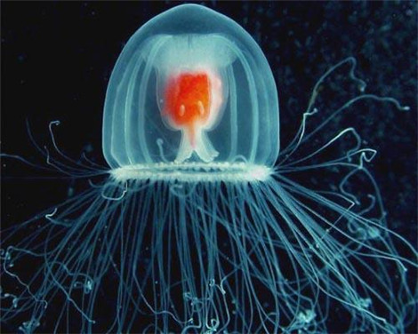 科学家发现地球上唯一一种不死生物