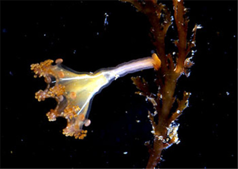 科学家发现地球上唯一一种不死生物