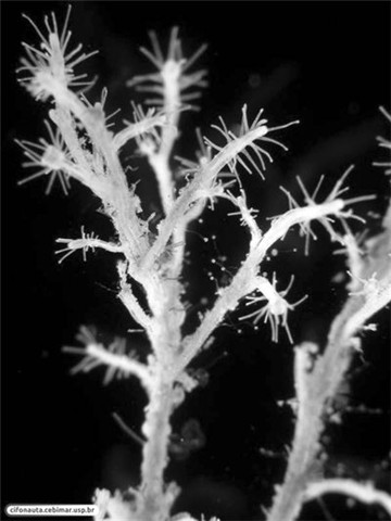 科学家发现地球上唯一一种不死生物
