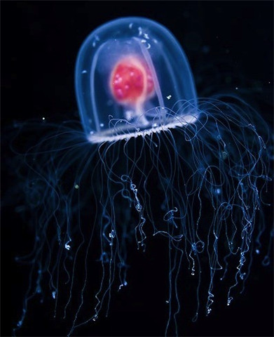科学家发现地球上唯一一种不死生物