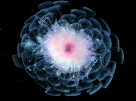 科学家发现地球上唯一一种不死生物