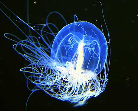 科学家发现地球上唯一一种不死生物