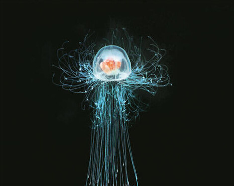 科学家发现地球上唯一一种不死生物